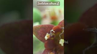 Magnified flower of Santalum album L Santalaceae Sandalwood flower sandalwood sandalwoodnews [upl. by Ym338]