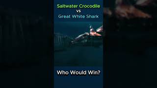 Saltwater Crocodile vs Great White Shark shark crocodile battle [upl. by Analim]