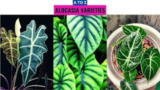 Alocasia Varieties A to Z [upl. by Dj825]