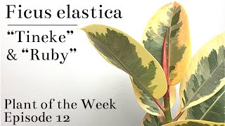 How To Care For Ficus elastica “Tineke” amp “Ruby” Variegated Rubber Tree  Plant Of The Week Ep 12 [upl. by Jamesy]