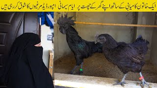 Black tongue Ayam Cemani Farming  40 Kali Murghion Se Monthly Lakhon Profit Lene Wali Khatoon [upl. by Snehpets]