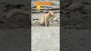 Cat 😺🐈🧐🤩😍🥰 subscribe 👇👇👇👇short [upl. by Suhail]