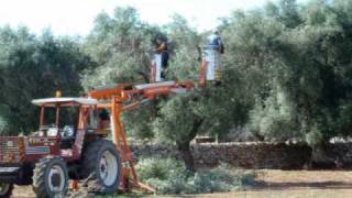 Potatura Olivi e Verde Pubblico  TARANTO  con Piattaforma aerea agricola DAmico Officine srl [upl. by Durrej]