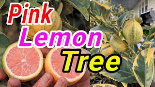 variegated pink lemon treeভেরিগেটেড গোলাপি লেবু গাছ। [upl. by Cinemod]