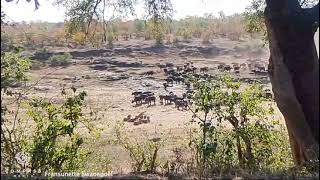 Full Video of Buffalo Herd Save Calf from Lions [upl. by Gentilis]