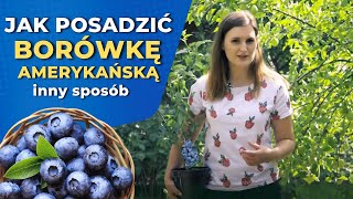 Borówka amerykańska  jak ją posadzić żeby pięknie owocowała [upl. by Cirdet]