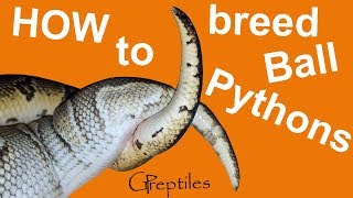 How to breed Ball Pythons Full process from pairing to babies [upl. by Nirb]