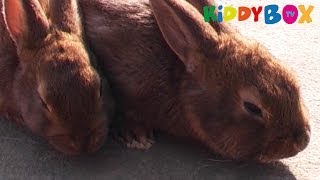 Bauernhof Tiere  Hasen  Bunnies  KIDDYBOXTV [upl. by Enilreug]