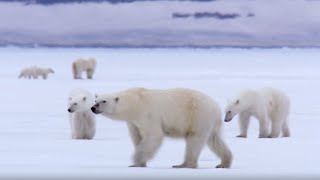 Film Crew Surrounded by 13 Wild Polar Bears  BBC Earth [upl. by Gebler]