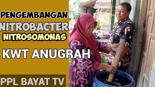 PENGEMBANGAN NITROBACTER DN NITROSOMONAS  KWT ANUGRAH  PPL BAYAT TV [upl. by Allbee]