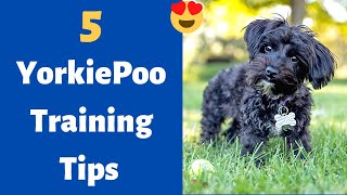 How to Train a Yorkie Poodle Mix  Yorkiepoo Dog Training [upl. by Aridnere]