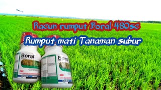 review racun rumput BORAL 480sc [upl. by Hesoj]