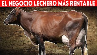 🔴 Vacas Lecheras El Negocio Lechero más Rentable ✅ [upl. by Flowers]