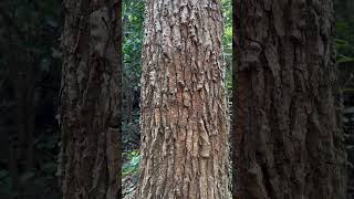 Bark of Erythrina stricta a tree of Odisha trees medicinal odisha indianplant [upl. by Stucker]