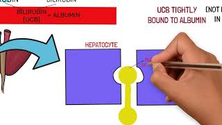 BILIRUBIN METABOLISM AND JAUNDICE TYPES AND CAUSES [upl. by Shishko]