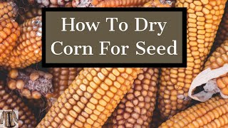 How To Dry Corn amp Seed Saving Tips [upl. by Manly]