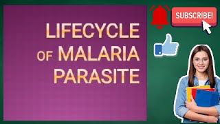 Life cycle of Malaria Parasite Life cycle of Plasmodium [upl. by Nottirb304]