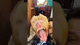 Try to not laugh 😂 dog frenchbulldog cat animals [upl. by Menon352]