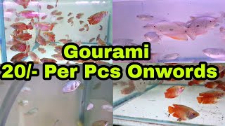 5 Types of Gourami Fish  20  Rs Per Pcs Onwords [upl. by Adnohs]