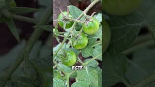 Tomato brown rugose fruit virus ToBRFV Virus del rugoso en tomate [upl. by Eiznekam]