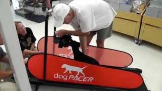 dogPACER in PETCO  dog treadmill The first time on a treadmill [upl. by Eisiam]