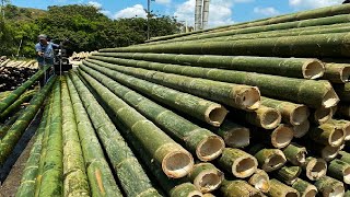 Amazing Bamboo Farming Techniques  Bamboo Product Processing in Factory  Bamboo Harvest Machine [upl. by Elrebma]