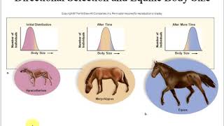 Forms of Selection [upl. by Maroj]