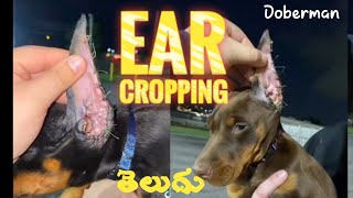 doberman ear croppingtelugudoberman dog Harshapetvlog [upl. by Edasalof824]