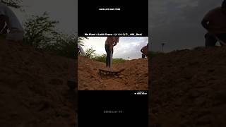 We Plant 1 Lakh Trees 🌳 100 Real Credit by Mr Indian Hacker livebigagency 4rabetind shorts [upl. by Tjader410]