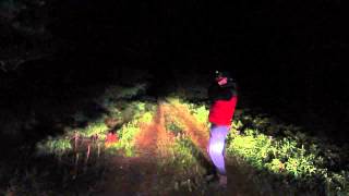 Wolf howling in Eastern Algonquin Park September 2014 [upl. by Ilram566]