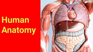 Basic Human Anatomy  internal structure of Human being [upl. by Spence847]