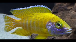 Aulonocara Baenschi Benga Sunshine Nkhomo Reef quotYellow Regalquot Rare African Cichlids Wild Peacocks 0 [upl. by Wehtam]