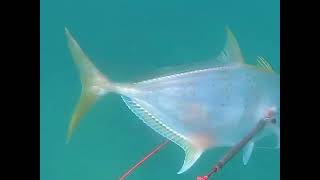 Spearfishing Gaus Island  Double kill sweetlips  Spearfishing Philippines [upl. by Ximena]