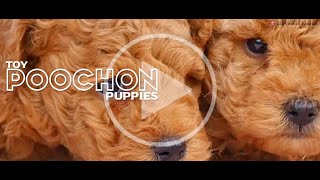 Adorable Poochon Puppies [upl. by Nylyak]