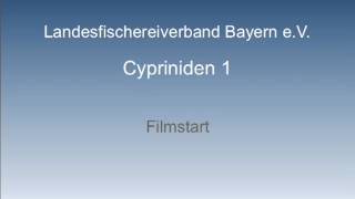 LFV Fische und Fischerei Teil 2 Cypriniden Folge 1 VTS010 [upl. by Eibocaj]