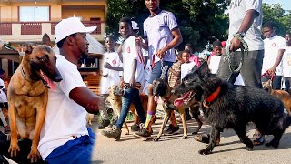 Dogs and Owners hit the streets for a massive Dog Walk in Memory of a Dog  Nalas Memorial Dog Walk [upl. by Kola]