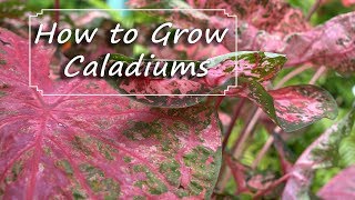 Caladium Care  PlantingGrowingStoring Bulbs [upl. by Homans]