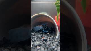 Electric Blue Crayfish Molting [upl. by Hauck]