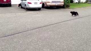 Epic Cat chases Dog Warning Lots of hysterical laughter [upl. by Rothberg]