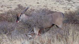 Hunting Trophy Cape Eland in the Kalahari [upl. by Eelnayr]