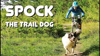 Spock the Trail Dog [upl. by Aynwat]