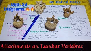 Lumbar Vertebrae  Attachments  Part 3  Medical Medics [upl. by Glassco]