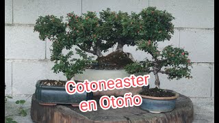 Trabajando Cotoneaster en otoño [upl. by Animor]