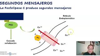 IP3 y DAG segundos mensajeros [upl. by Abbotsun]