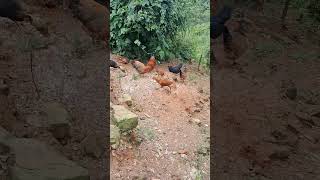 Local chicken shortsviral mokokchung sigma [upl. by Eldrid]