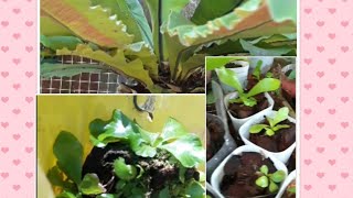 BIRD NEST FERN SPORE PROPAGATION🏜🎍 [upl. by Short885]