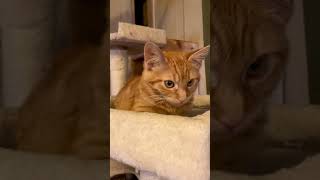 Video of adoptable pet named Tangerine [upl. by Ecidnacal350]