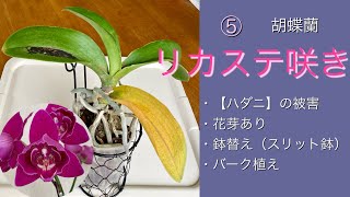 2024年10月16日 ⑤胡蝶蘭【ハダニ】の被害 リカステ咲きの名なしさん 昨年の8月に購入した株 葉にハダニの被害で落葉している 花芽と新葉🌱があるので深いスリット鉢に鉢替えをする🪴 [upl. by Adyaj]