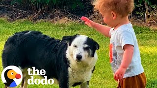 Lost Dog Shows Up On Family Farm  The Dodo [upl. by Lyndes]