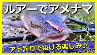 ルアーで釣るアメリカナマズ in 霞ヶ浦、ハプニングあり…フックがアソコに引っ掛かる [upl. by Alix]